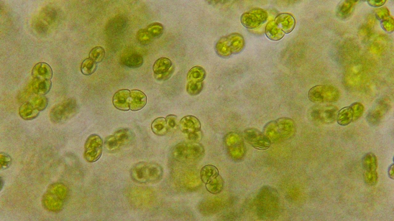Quando la manutenzione latita, la Natura ringrazia